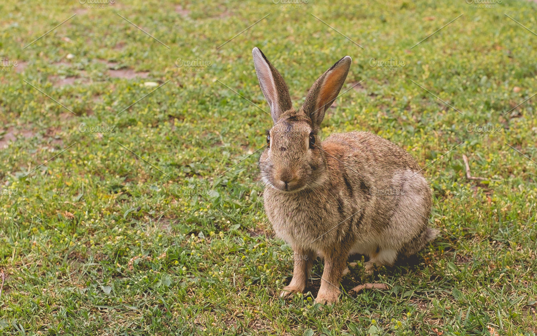 Rabbit looking at camera