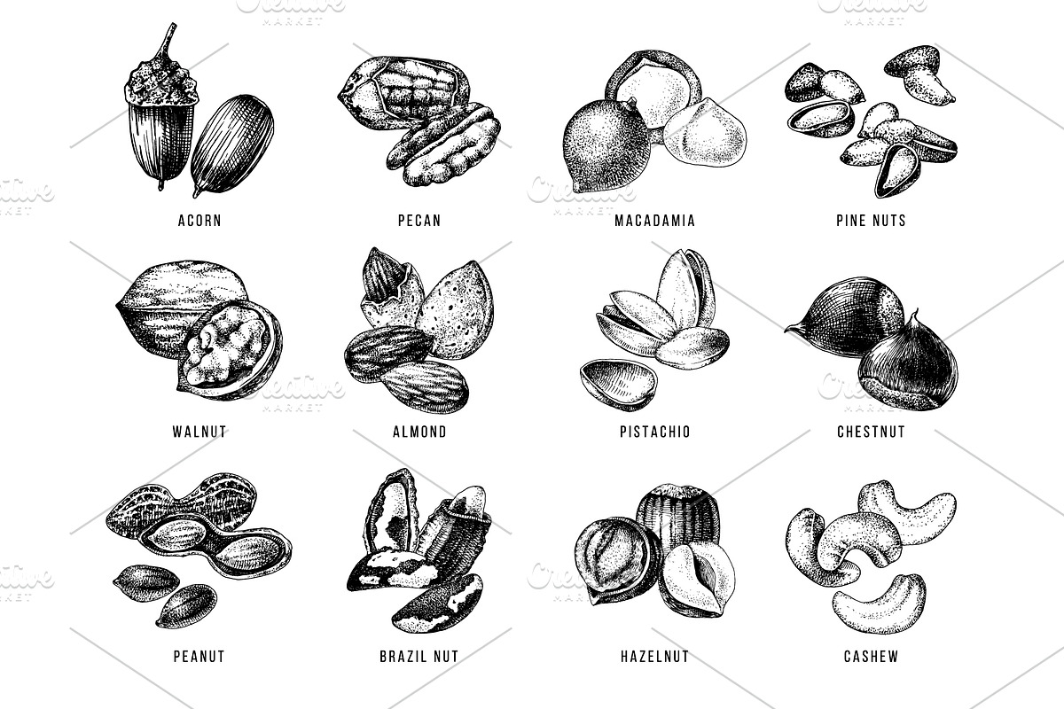 Hard nut graphic design set, a Food Illustration by handsketched (Photo 5 of 18)