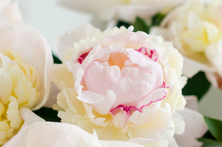 Beautiful fresh cut bouquet of white peonies., a Holiday Photo by vimart