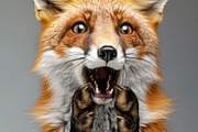 236 surprised animals, an Animal Photo by Handmadefont (Thumbnail 51 of 241)