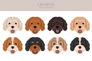 Cavapoo Clipart