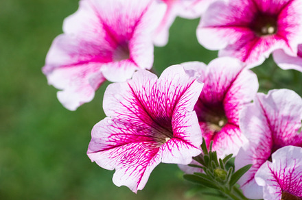 Close up of a flower border with col, a Nature Photo by AlexBush