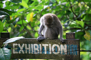 Monkey forest ubud bali featuring bali, ubud, and indonesia
