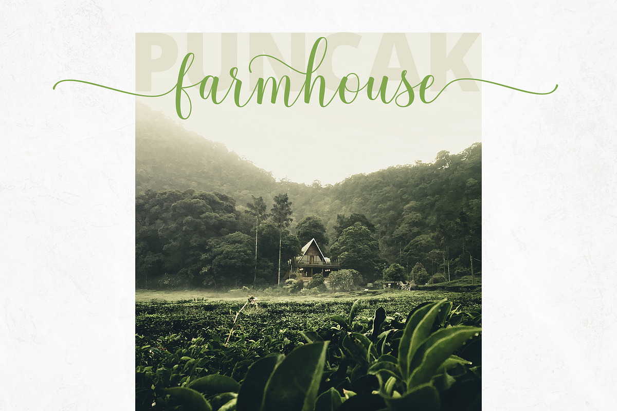Calathea Elegant Font preview 7