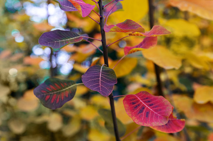 detail of a branch of a tree, a Nature Photo by Perpis