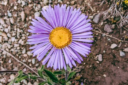 A purple alpine chamomile top view, a Nature Photo by shahsoft