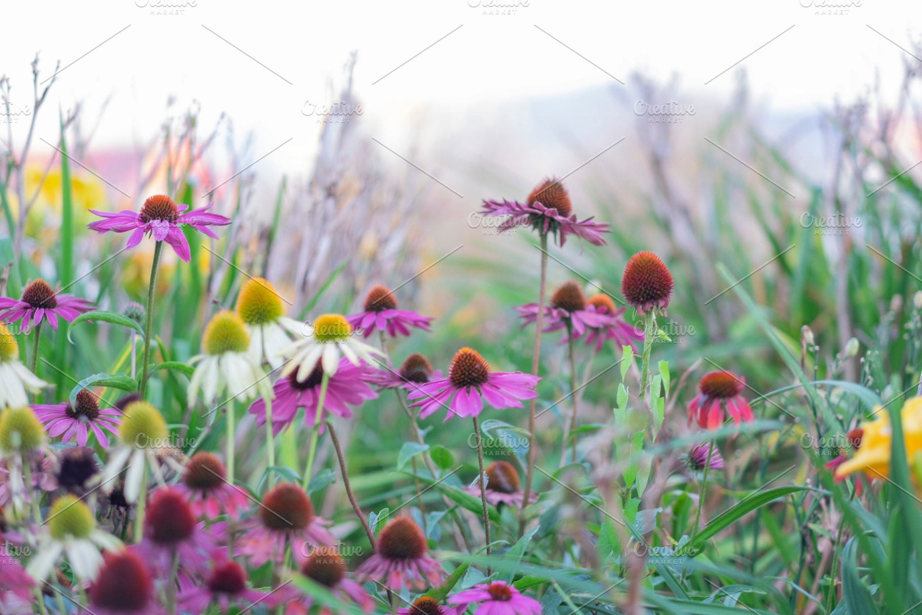 Beauty of nature: echinacea, a Nature Photo by Atropos Images