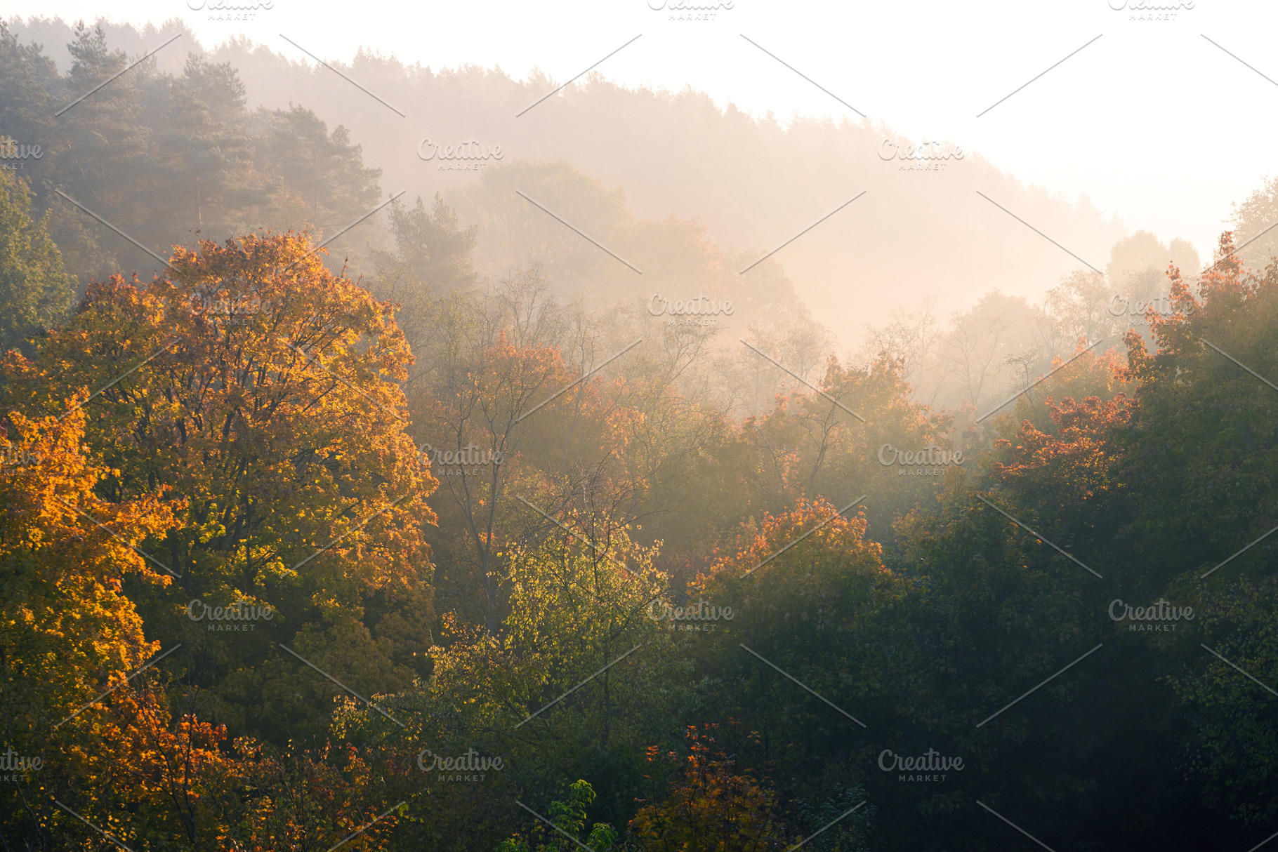 Misty autumn forest landscape, a Nature Photo by BOOCYS