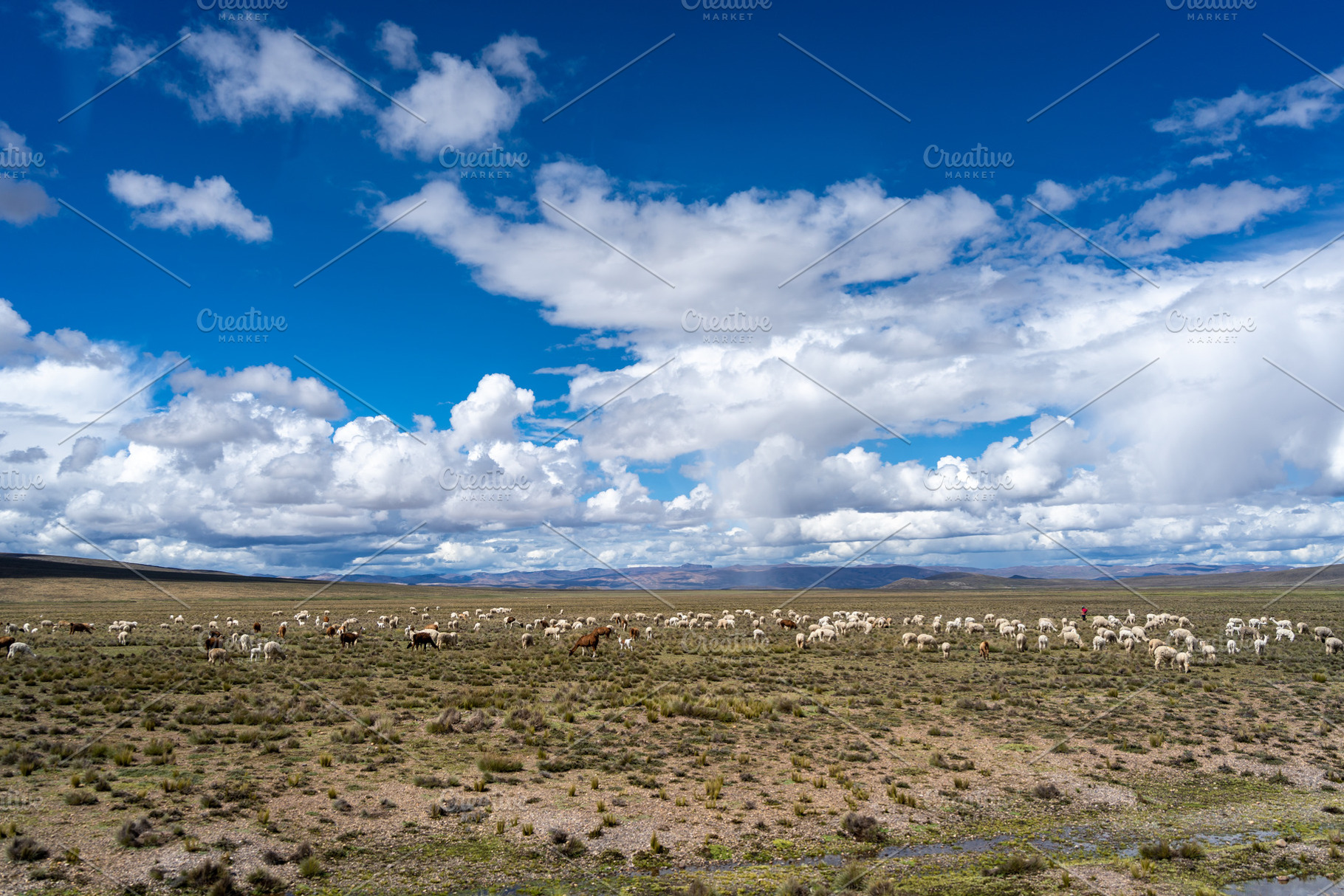 Herd of alpacas and llamas grazing in the highlands of Peru, an Animal Photo by GoodGoods