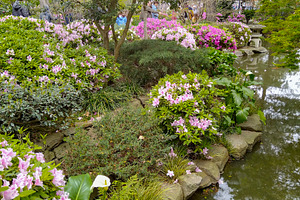 Japanese garden, botanic garden of montevideo city, uruguay, a Nature Photo by DanFLCreativo