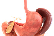 Digestive system. Animated, a Characters & Person 3D Model by konstantin.ermolaev (Thumbnail 4 of 9)