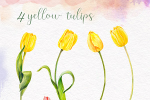 Watercolor Red And Yellow Tulips