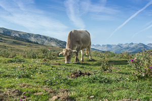 Cows grazing in meadows stock photo containing agriculture and animal