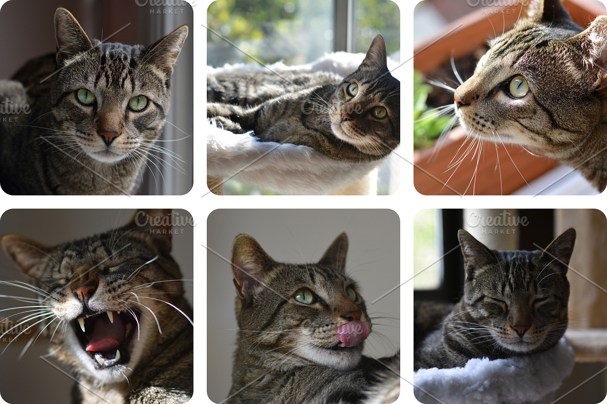 6 Image Bundle: Adult Tabby Cat, an Animal Photo by Happiestscone Photography (Photo 2 of 2)