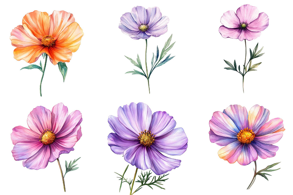 Watercolor Spring Cosmos Flower Clip, a Texture Illustration by DreamPrint404 (Photo 3 of 7)