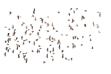 flock of birds flying isolated on, an Animal Photo by Pakosta