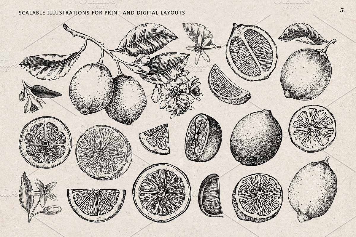 Citrus Fruit Vector Illustration Set, a Food Illustration by Yevheniia (Photo 4 of 11)