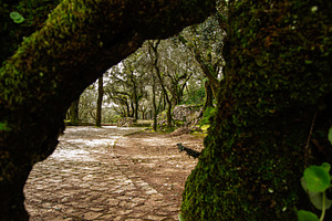 Pathway through lush forest scenery in Fatima Portugal with moss-covered trees, a Photo by AS photostudio