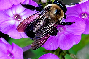 Bumble Bee on Purple Phlox Photo, a Photo by Sharon Schwalbe