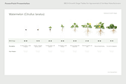 BBCH Growth Stages Cucurbits, a Presentation Template by Ilia Design (Thumbnail 5 of 6)