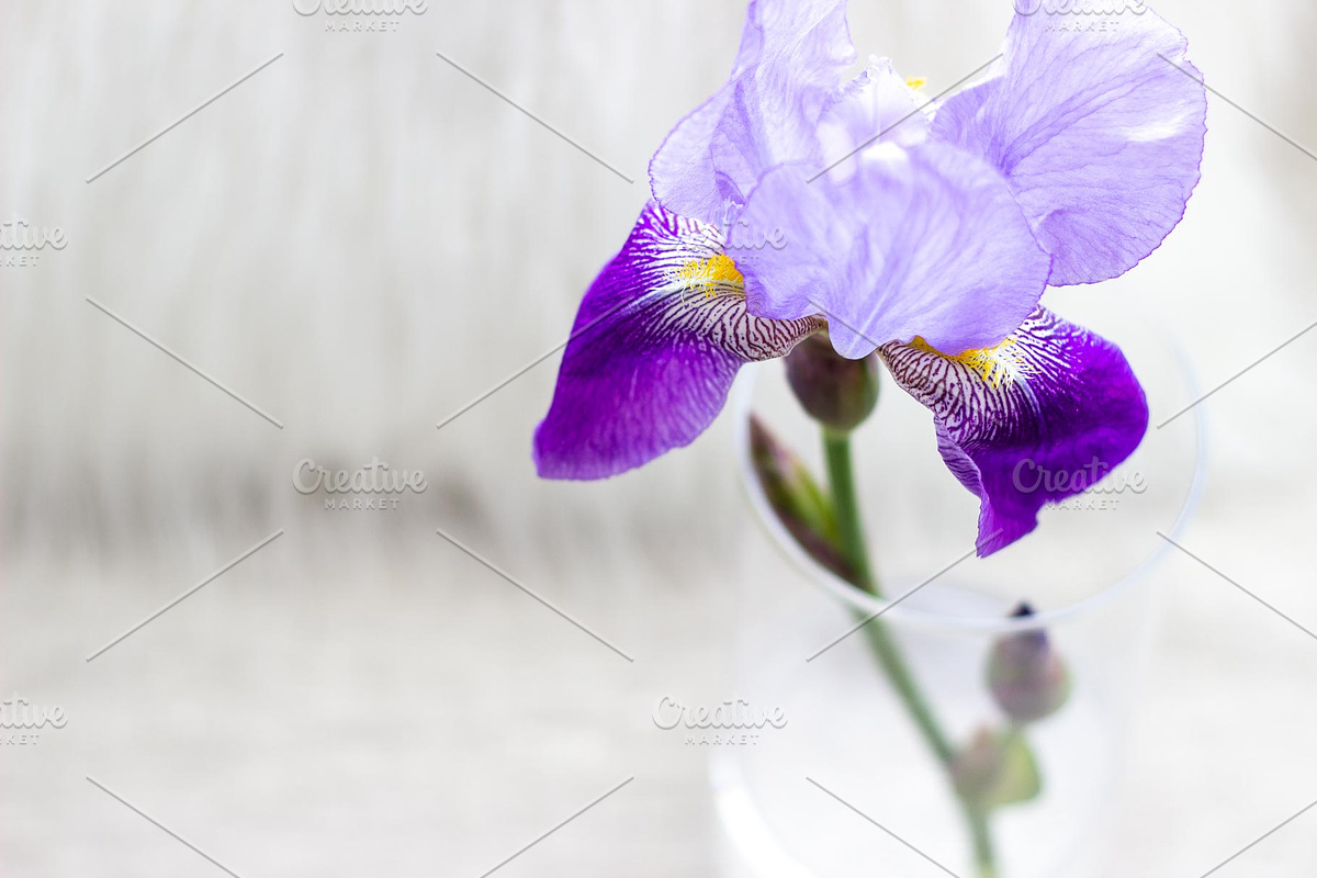 Purple Iris Styled Stock Collection, a Photo by Chalking Up Stock (Photo 16 of 19)