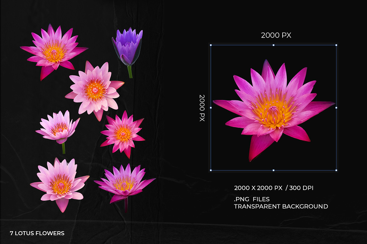 Die-cut Lotus Flowers Collection, a Photo by aniunova (Photo 2 of 2)