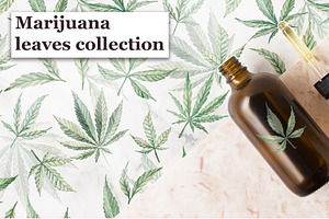 Marijuana leaves