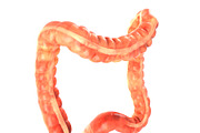 Human colon. Animated, a Characters & Person 3D Model by konstantin.ermolaev (Thumbnail 2 of 6)