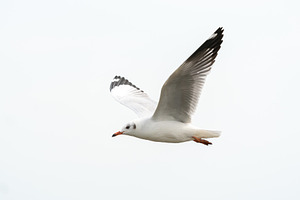 Flying seagull in tropical beach stock photo containing above and air