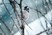 Snow Overlay, a Texture Graphic by Neermana (Thumbnail 4 of 5)