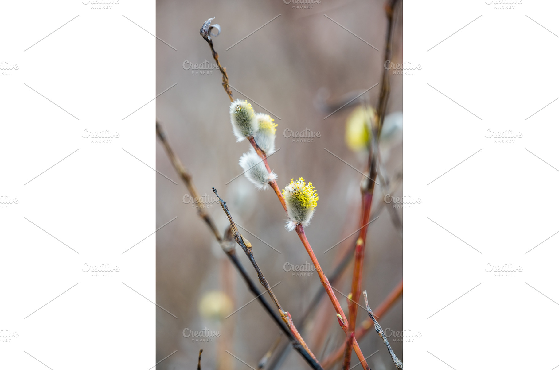 Pussy willow catkins, silver hairy, a Nature Photo by COLORFUL
