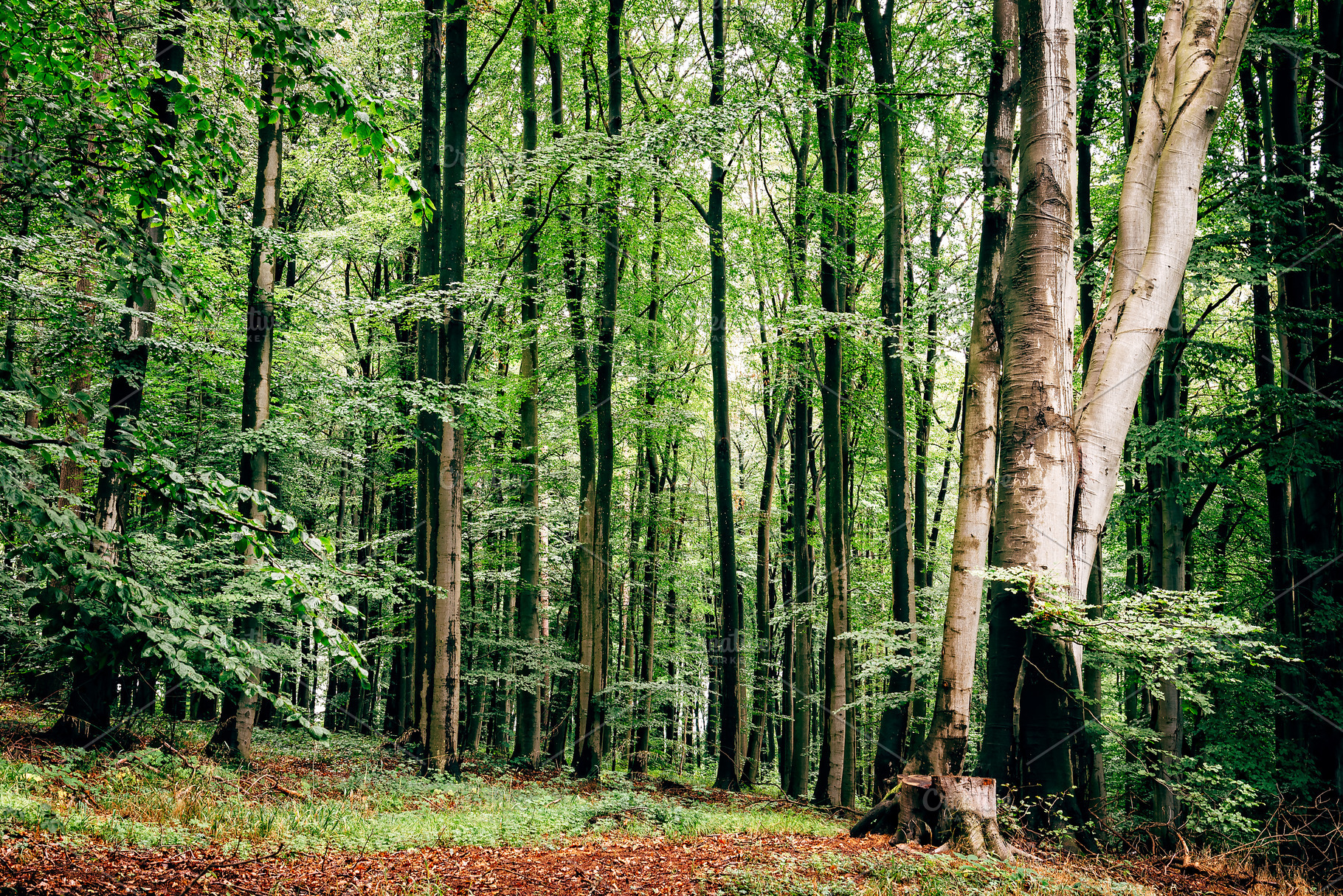 European beech woodland containing fagus, fagus sylvatica, and, a Nature Photo by Architect´s eye