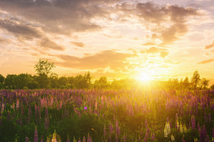 Summer landscape with purple wild flower lupine field and bright, a Nature Photo by Eugene_Photo