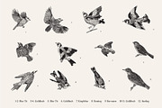 Garden Birds. Black & white, an Animal Illustration by olga.korneeva (Thumbnail 4 of 7)