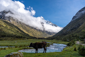 Cow standing by a river with mountains on the Laguna 69 trek, Pe, a Nature Photo by GoodGoods