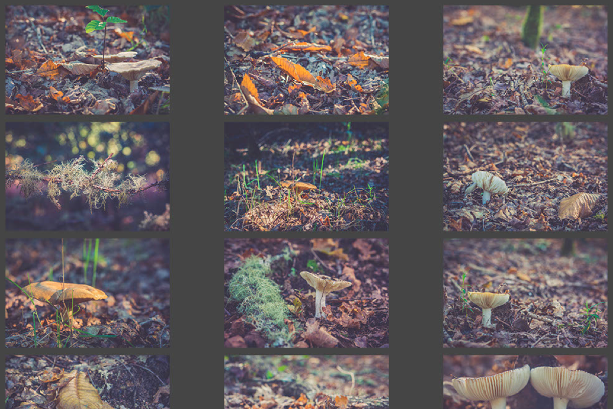 mushroom pack, a Templates & Theme by ApertureVintage (Photo 4 of 4)