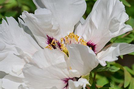 Lush white peony flowers with vibrant yellow stamens, in full bl, a Nature Photo by ndanko