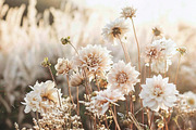 172 Beige lifestyle images, a Beauty & Fashion Photo by Handmadefont (Thumbnail 18 of 18)