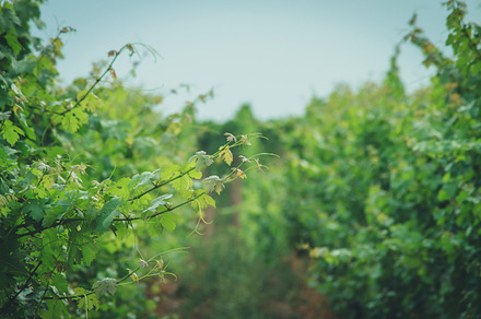 Vineyards Featuring Sunset Vine And Vineyard preview 6