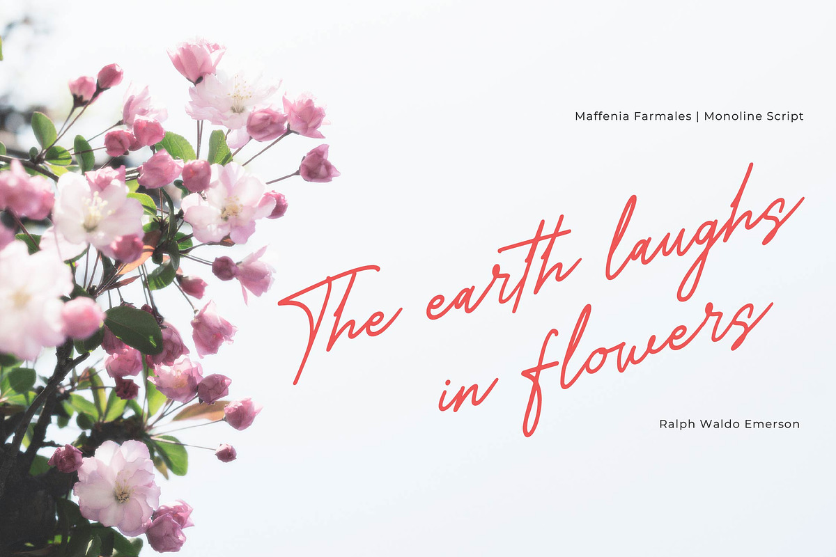 Maffenia Farmales | Monoline Stylish, a Script Font by Denustudios (Photo 8 of 14)