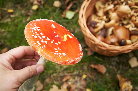 Picking fly agaric - wild toxic mushroom