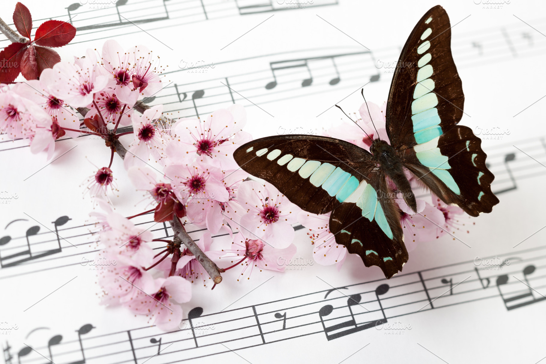 Spring song featuring blossom, butterfly, and concept, a Nature Photo by Ernesto Solla