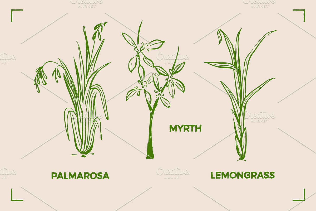 AROMATHERAPY (26 illustrations), a Healthcare Illustration by Bonfloret Studio (Photo 2 of 11)