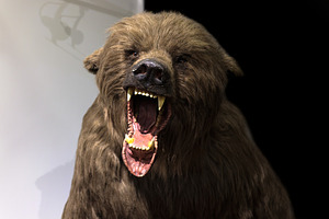 Reconstruction of a cave bear, an Animal Photo by Bepslabor