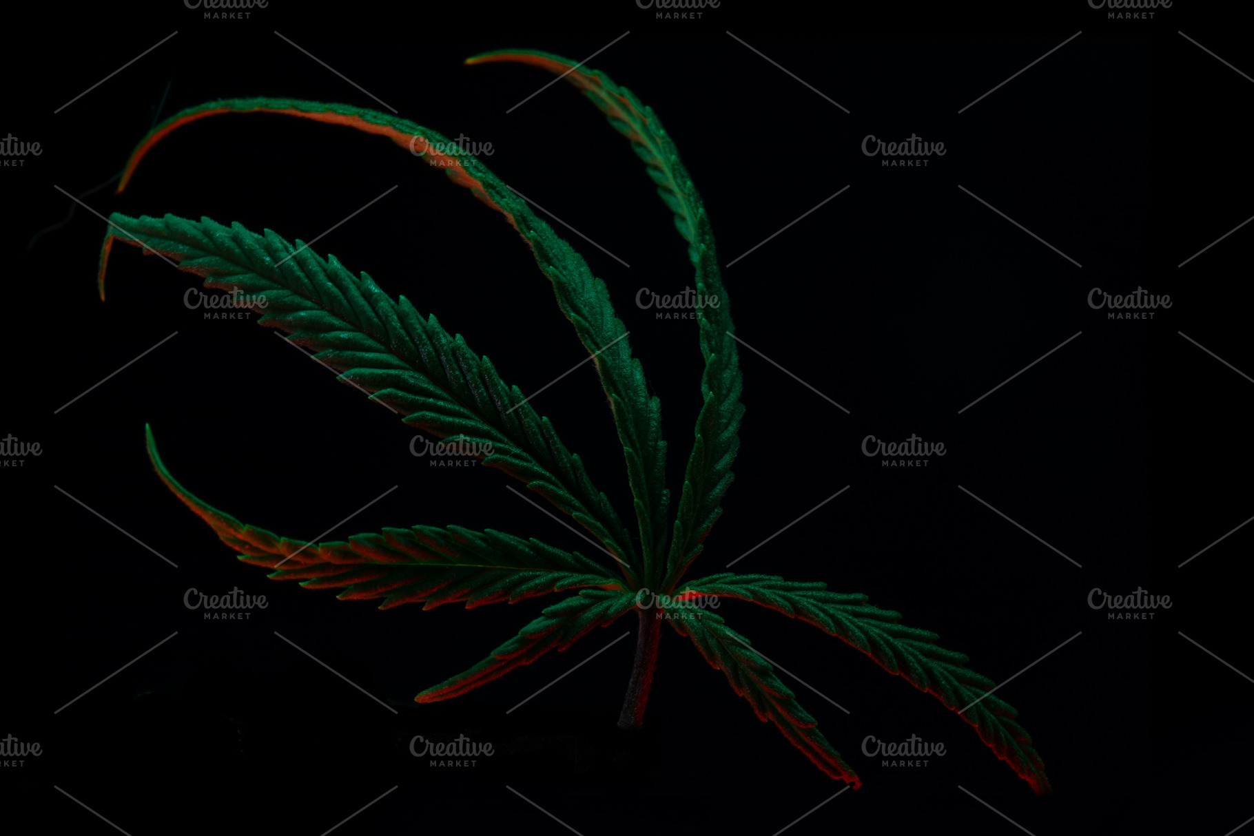 Close-up of a vibrant cannabis leaf on a black background, illum, a Nature Photo by Ales Munt