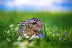 Small wild leveret resting in green meadow, an Animal Photo by Byrdyak