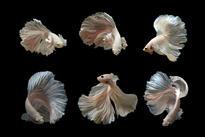 Siamese betta fish containing betta fish, betta, and salamander
