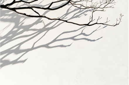 Bare tree branches casting shadows, a Nature Photo by Sergey Kotenev