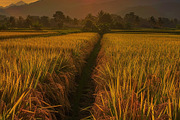 Golden Rice Field at Sunset, a Photo by LOGOCREATIVE (Thumbnail 17 of 29)