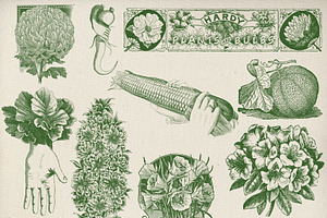 Vintage Garden & Seeds Brushes Set